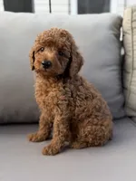 Holden , a male Poodle - Miniature  for sale in Bonne Terre, MO – 6 of 10