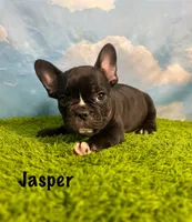 AKC Jasper , a male French Bulldog for sale in Bonne Terre, MO – 1 of 7