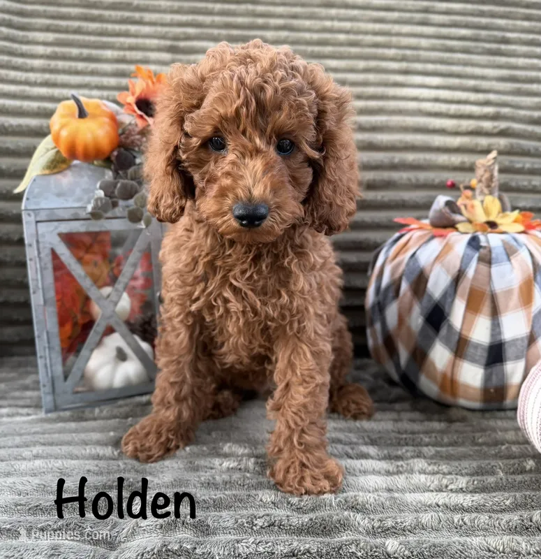 Holden  – Poodle - Miniature  puppy for sale in Bonne Terre, MO