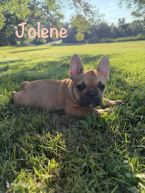 AKC Jolene – French Bulldog puppy for sale in Bonne Terre, MO