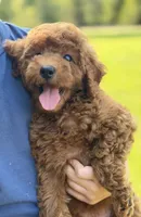 Lainey , a female Poodle - Miniature  for sale in Bonne Terre, MO – 2 of 6