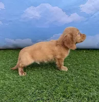 AKC Conway, a male Miniature Dachshund for sale in Bonne Terre, MO – 3 of 10