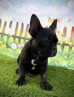 AKC Jada, a female French Bulldog for sale in Bonne Terre, MO – 3 of 10