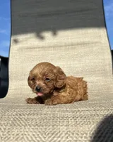 APRI Addie, a female Cavapoo for sale in Bonne Terre, MO – 3 of 5