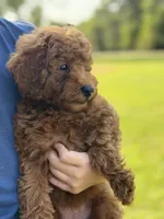 Lainey , a female Poodle - Miniature  for sale in Bonne Terre, MO – 5 of 6
