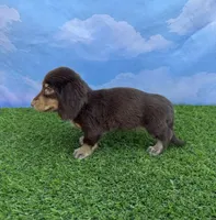 AKC Connor , a male Miniature Dachshund for sale in Bonne Terre, MO – 7 of 10