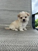 Gilly , a male Maltipoo for sale in Bonne Terre, MO – 6 of 8