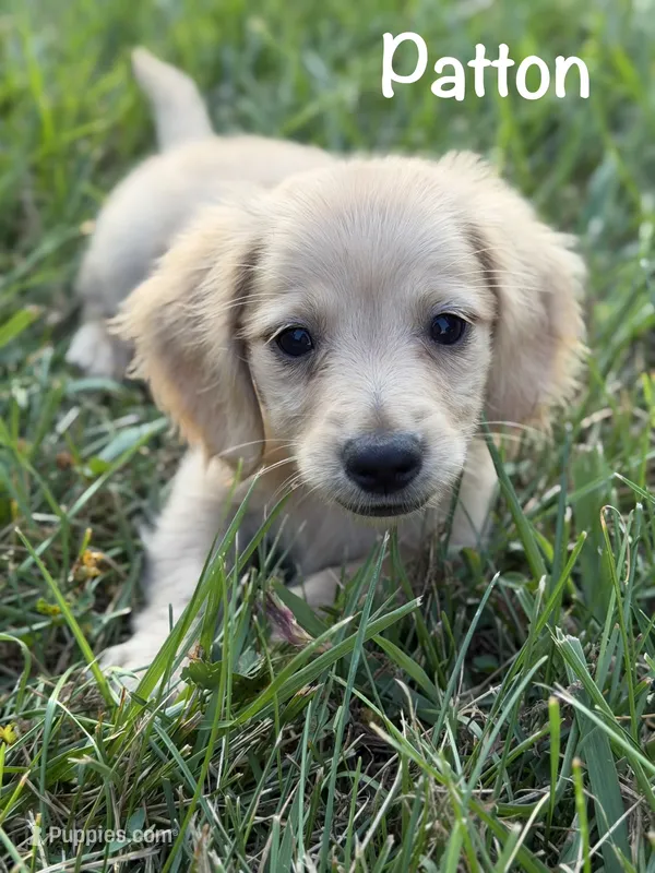 AKC Patton – Miniature Dachshund puppy for sale in Bonne Terre, MO
