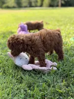 Lottie , a female Poodle - Miniature  for sale in Bonne Terre, MO – 6 of 6