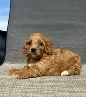 APRI Tucker , a male Cavapoo for sale in Bonne Terre, MO – 7 of 10
