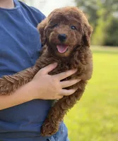 Lane , a male Poodle - Miniature  for sale in Bonne Terre, MO – 4 of 5