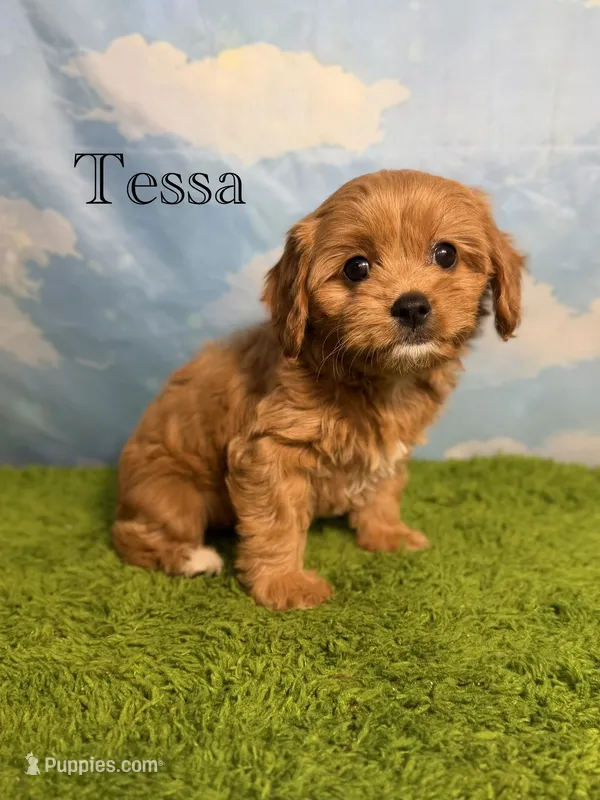 APRI Tessa  – Cavapoo puppy for sale in Bonne Terre, MO