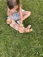 AKC Rowdy , a male Miniature Dachshund for sale in Bonne Terre, MO – 6 of 8