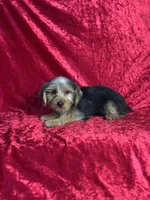 APRI Handsome Holt, a male Yorkshire Terrier for sale in Bonne Terre, MO – 5 of 6