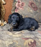 AKC Chloe , a female Miniature Dachshund for sale in Bonne Terre, MO – 2 of 8