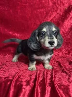 AKC Scout , a male Miniature Dachshund for sale in Bonne Terre, MO – 6 of 8