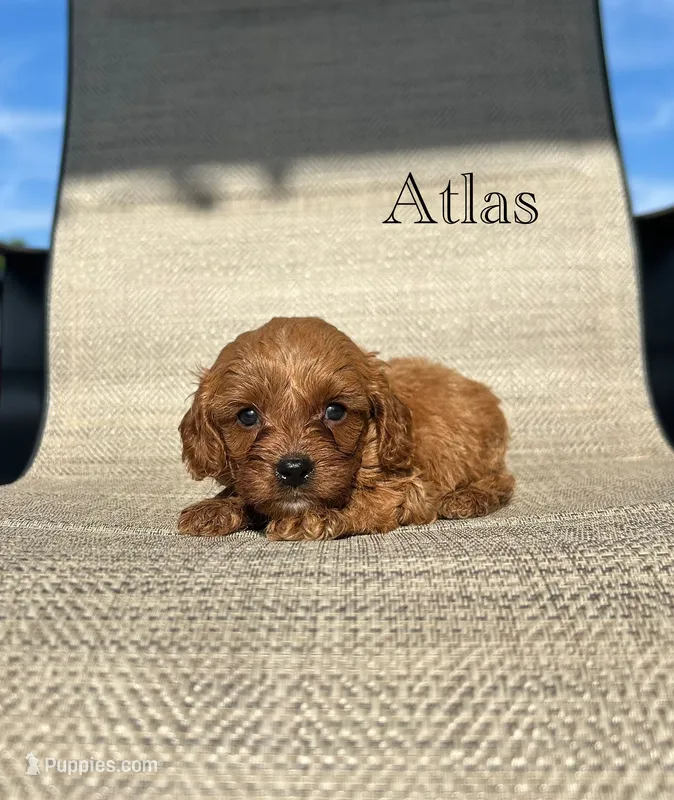 APRI Atlas  – Cavapoo puppy for sale in Bonne Terre, MO