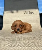 APRI Atlas , a male Cavapoo for sale in Bonne Terre, MO – 1 of 4