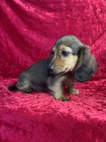 AKC Baylor , a male Miniature Dachshund for sale in Bonne Terre, MO – 4 of 10