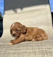 APRI Annie, a female Cavapoo for sale in Bonne Terre, MO – 6 of 7
