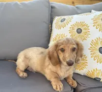 AKC Rowdy , a male Miniature Dachshund for sale in Bonne Terre, MO – 6 of 10