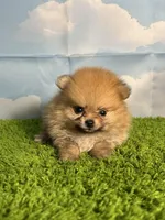 AKC Muffin, a male Pomeranian for sale in Bonne Terre, MO – Photo 2 of 8