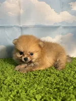 AKC Muffin, a male Pomeranian for sale in Bonne Terre, MO – Photo 7 of 8