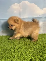 AKC Muffin, a male Pomeranian for sale in Bonne Terre, MO – Photo 3 of 8