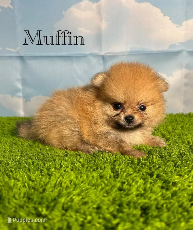 AKC Muffin – Pomeranian puppy for sale in Bonne Terre, MO