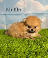 AKC Muffin, a male Pomeranian for sale in Bonne Terre, MO – Photo 1 of 8