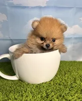 AKC Muffin, a male Pomeranian for sale in Bonne Terre, MO – Photo 6 of 8