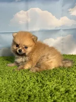 AKC Muffin, a male Pomeranian for sale in Bonne Terre, MO – Photo 4 of 8