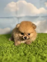 AKC Muffin, a male Pomeranian for sale in Bonne Terre, MO – Photo 5 of 8