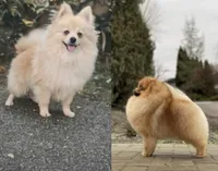 AKC Muffin, a male Pomeranian for sale in Bonne Terre, MO – Photo 8 of 8