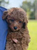 Livia , a female Poodle - Miniature  for sale in Bonne Terre, MO – 3 of 6