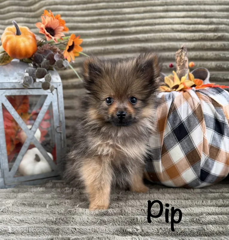 AKC Pip – Pomeranian puppy for sale in Bonne Terre, MO
