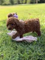 Livia , a female Poodle - Miniature  for sale in Bonne Terre, MO – 4 of 6