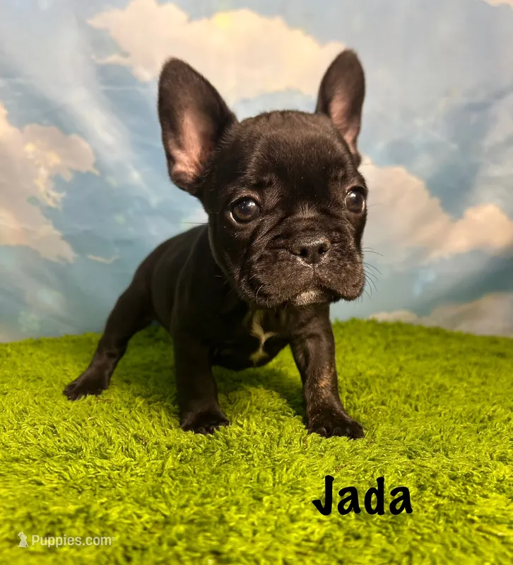 AKC Jada – French Bulldog puppy for sale in Bonne Terre, MO