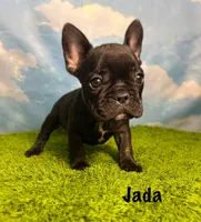 AKC Jada, a female French Bulldog for sale in Bonne Terre, MO – 1 of 8