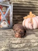 AKC Brooks, a male Miniature Dachshund for sale in Bonne Terre, MO – 5 of 6