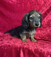 AKC Charlotte , a female Miniature Dachshund for sale in Bonne Terre, MO – 2 of 10