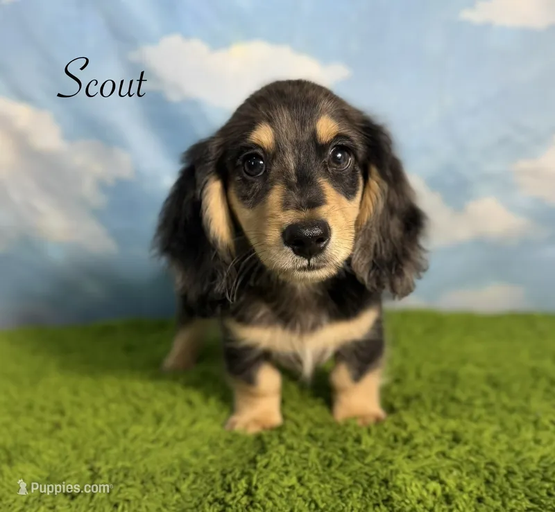 AKC Scout  – Miniature Dachshund puppy for sale in Bonne Terre, MO