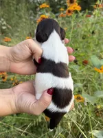 AKC Cinch , a male Miniature Dachshund for sale in Bonne Terre, MO – 4 of 8