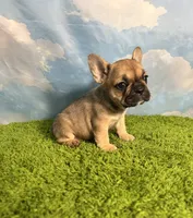 AKC Jolene, a female French Bulldog for sale in Bonne Terre, MO – 6 of 8