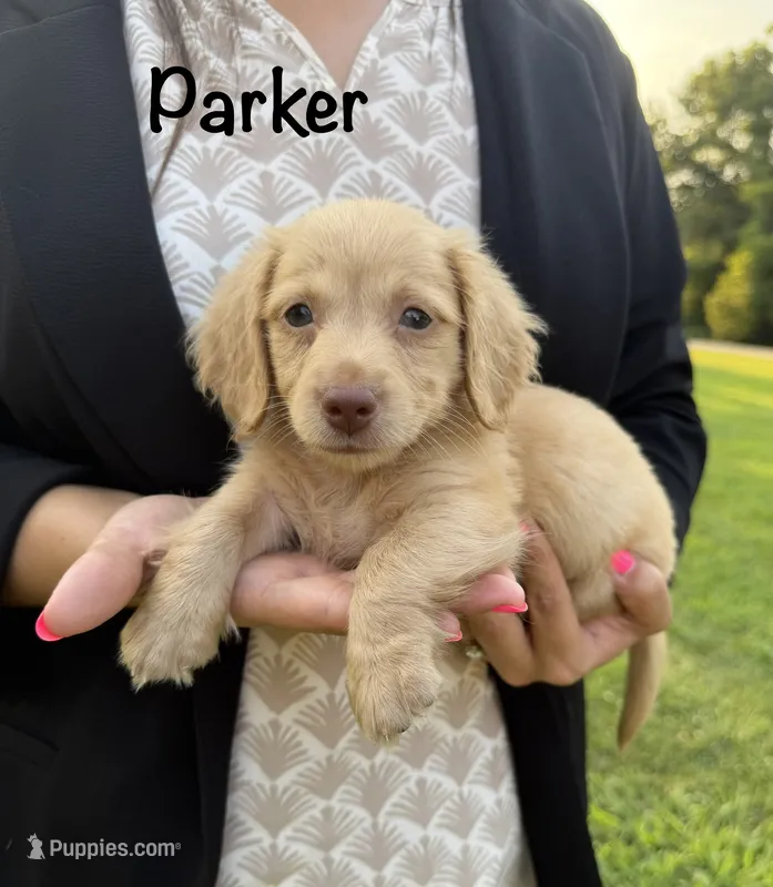 AKC Parker – Miniature Dachshund puppy for sale in Bonne Terre, MO