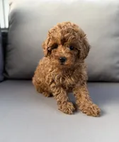 Harper , a female Poodle - Miniature  for sale in Bonne Terre, MO – 2 of 8