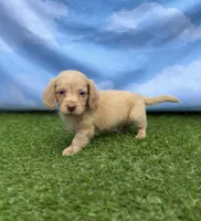 AKC Parker, a male Miniature Dachshund for sale in Bonne Terre, MO – 4 of 10