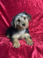 APRI Handsome Hank, a male Yorkshire Terrier for sale in Bonne Terre, MO – 2 of 6