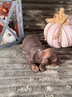 AKC Brooks, a male Miniature Dachshund for sale in Bonne Terre, MO – 6 of 6