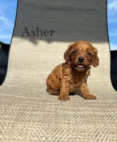 APRI Asher, a male Cavapoo for sale in Bonne Terre, MO – 1 of 6